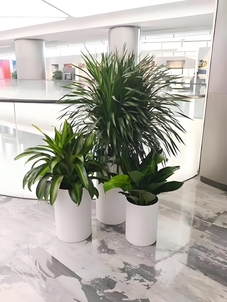 宁波江北绿化养护设计，铸就绿色生态典范